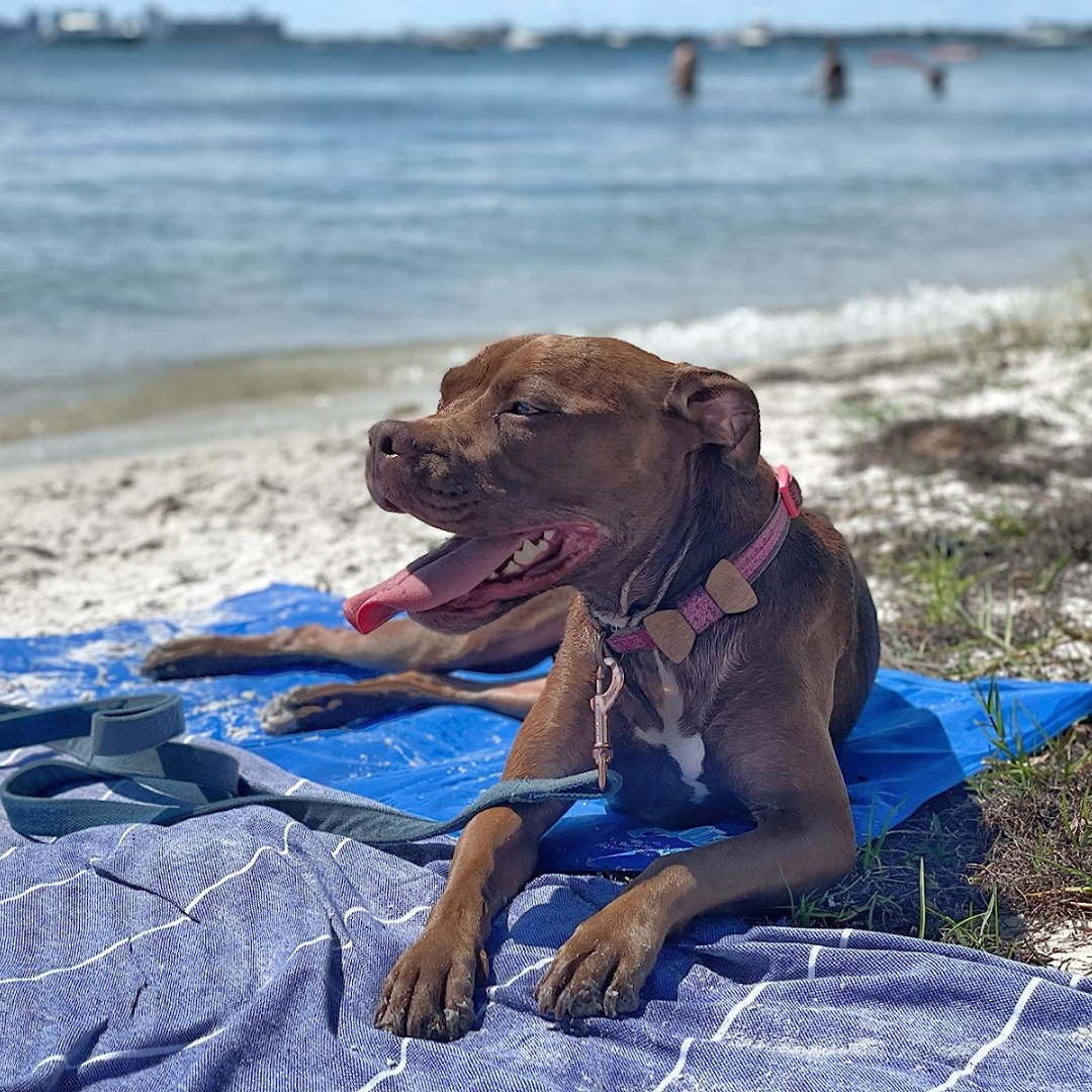 FreezePad – Kühlmatte für Haustiere