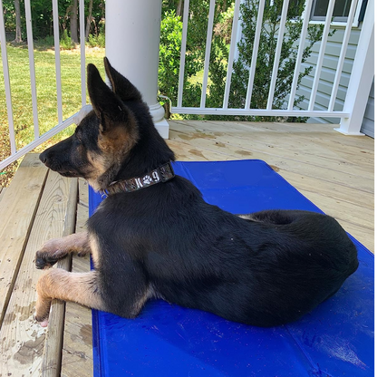 FreezePad – Kühlmatte für Haustiere