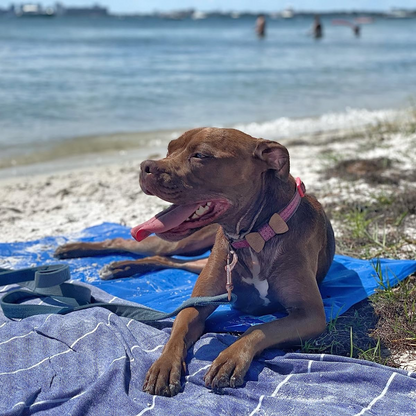 FreezePad – Kühlmatte für Haustiere