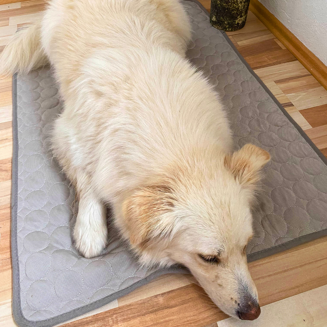 CoolingMat – Kühlmatte für Hunde