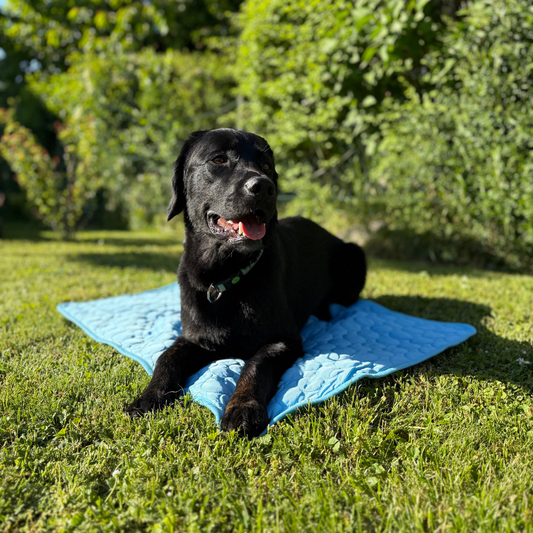 CoolingMat – Kühlmatte für Hunde