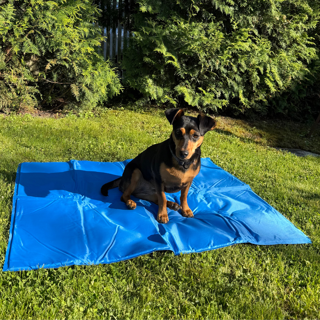 FreezePad – Kühlmatte für Haustiere