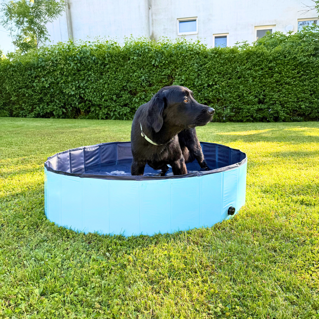 DogSplash – Pool für Hunde