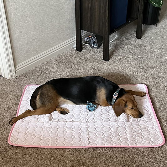 CoolingMat – Kühlmatte für Hunde